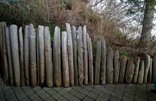 Freddi likes the fence